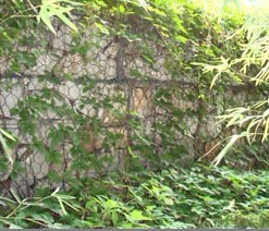 绿化镀锌石笼网